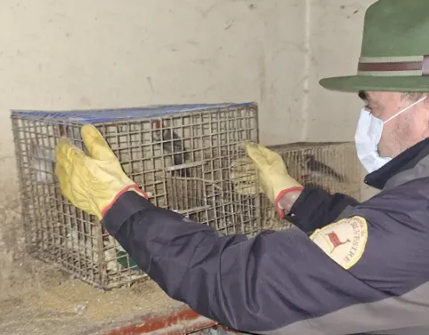 rescate animales6