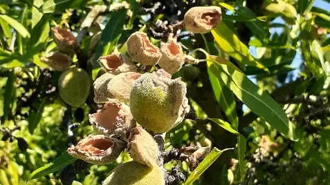 cotorras frutales picados