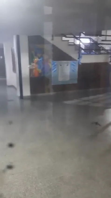 murciélagos volando
