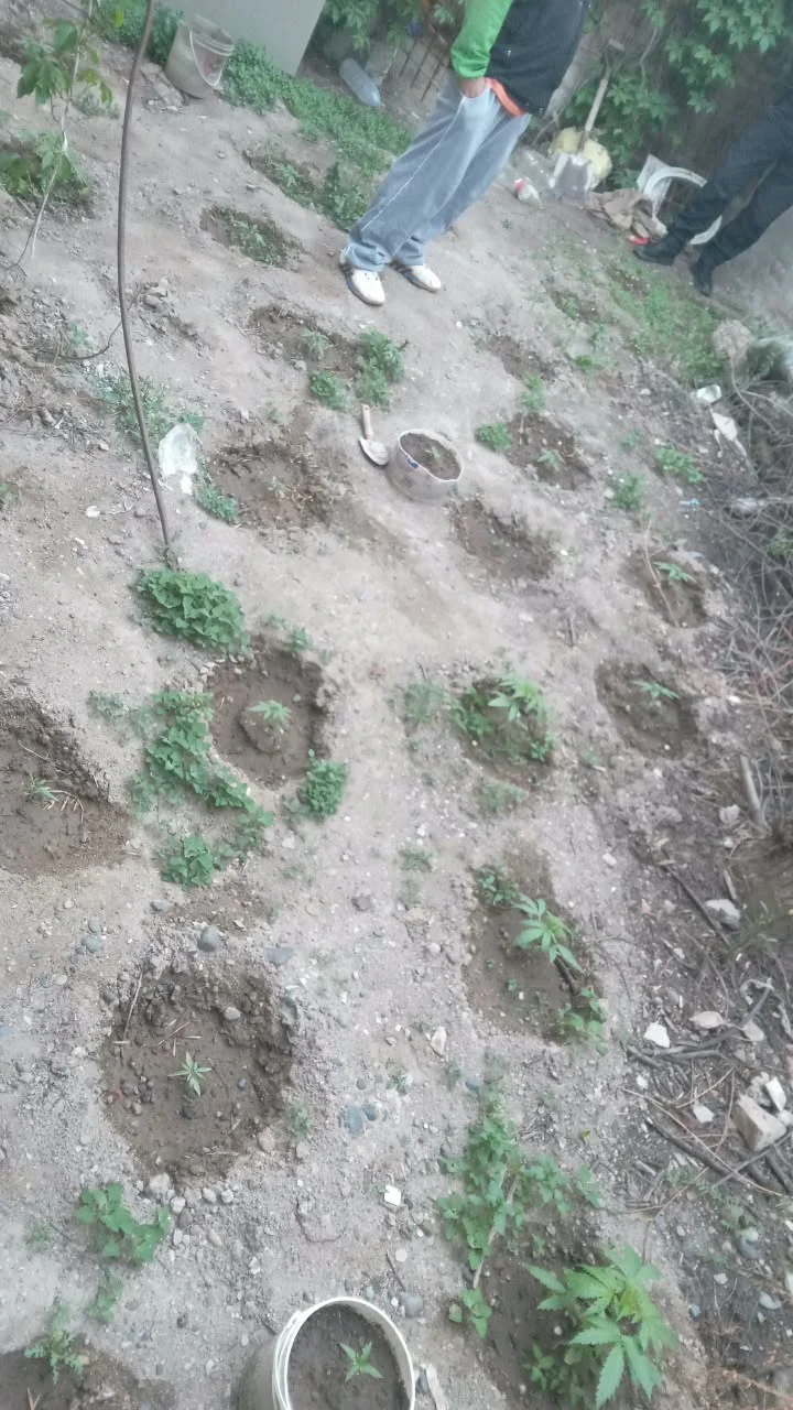 PLANTINES MARIHUANA