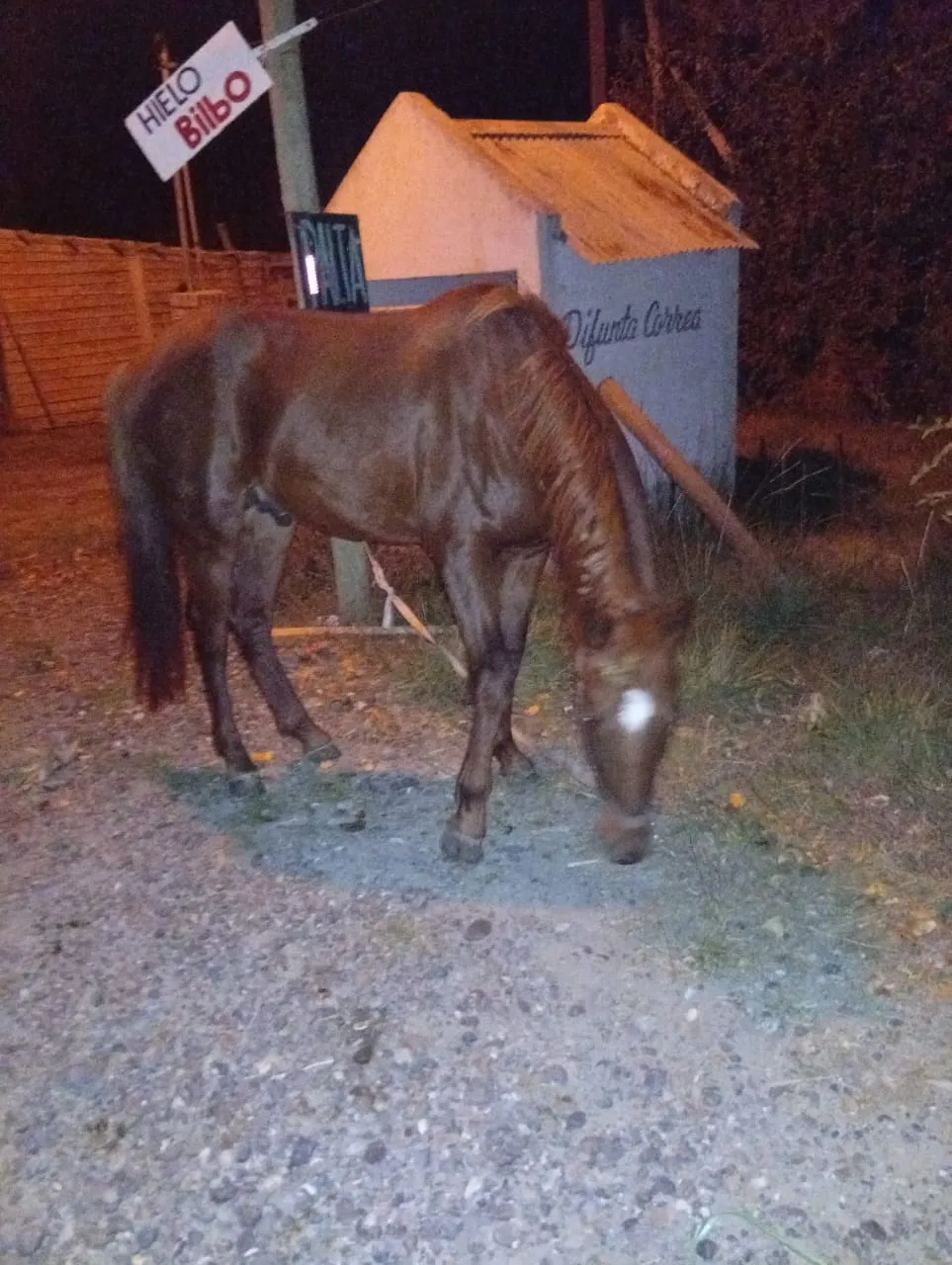 caballos sueltos