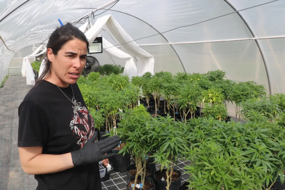 Cannabis Medicinal (2)