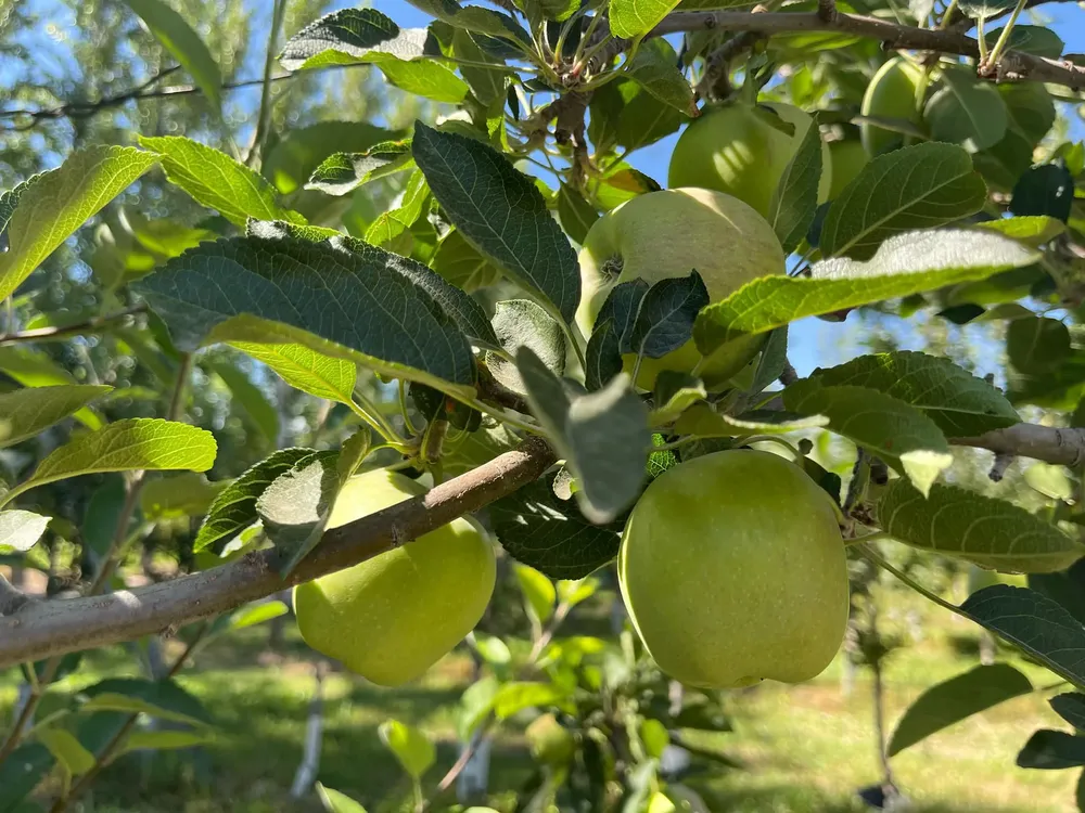 manzanas