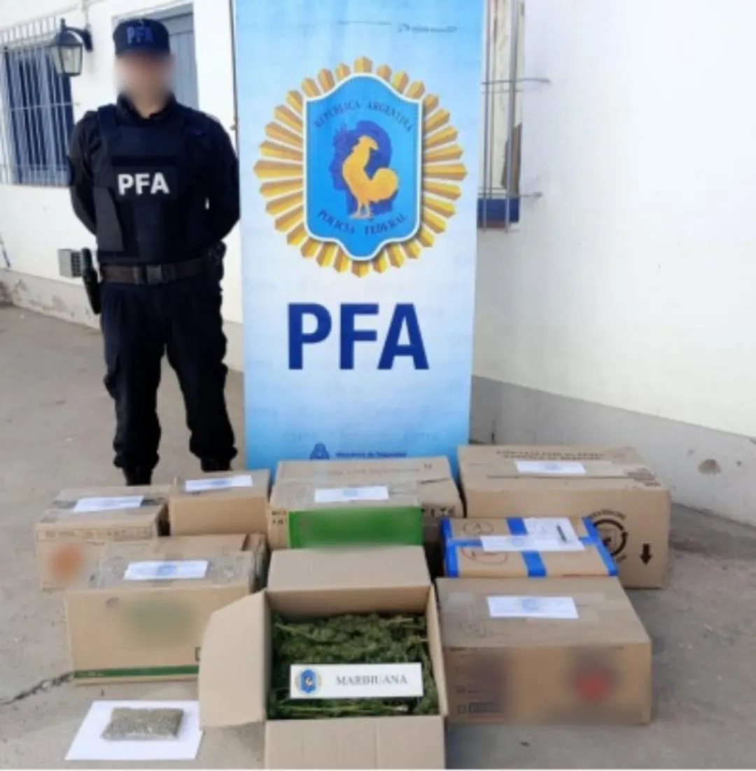 plantas de marihuana PFA (4)