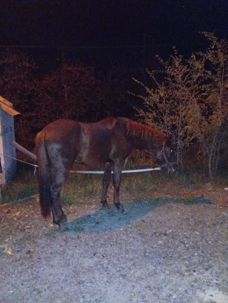 caballos sueltos3
