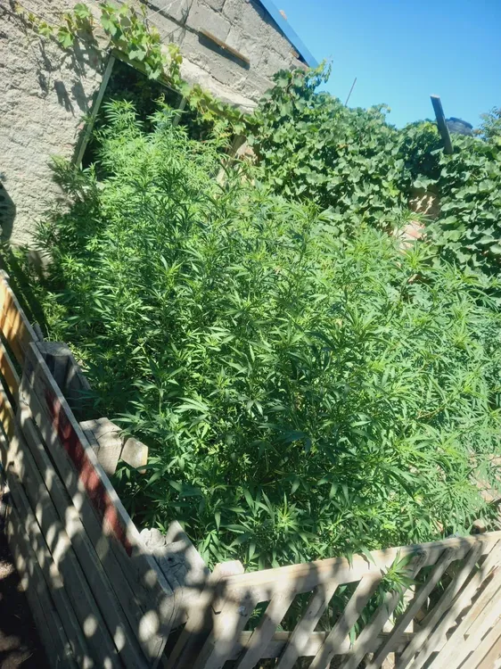 DROGA POLICIA RN2