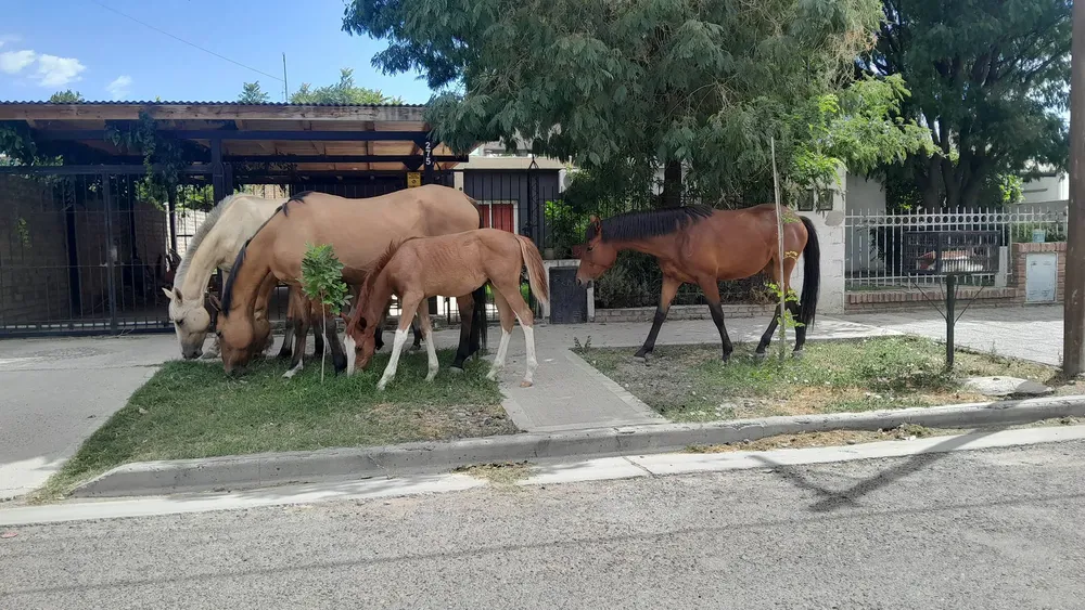 caballos sueltos (2)
