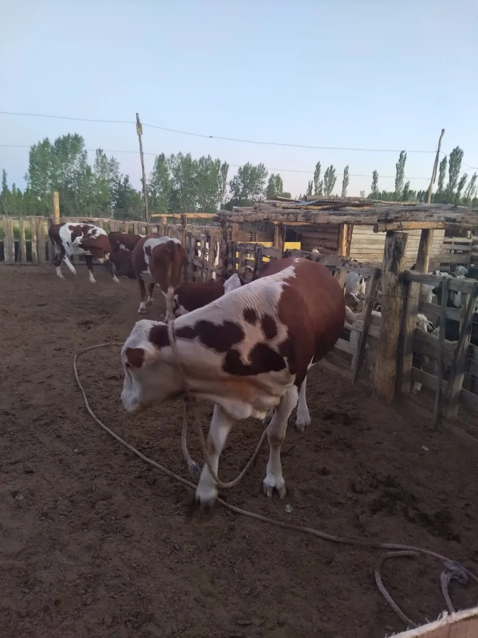 toro robado