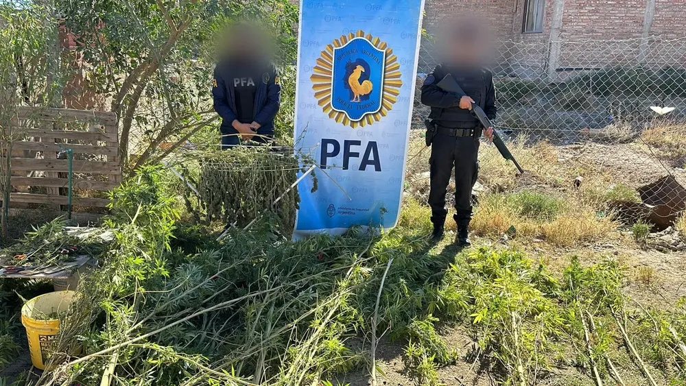 PFA marihuana