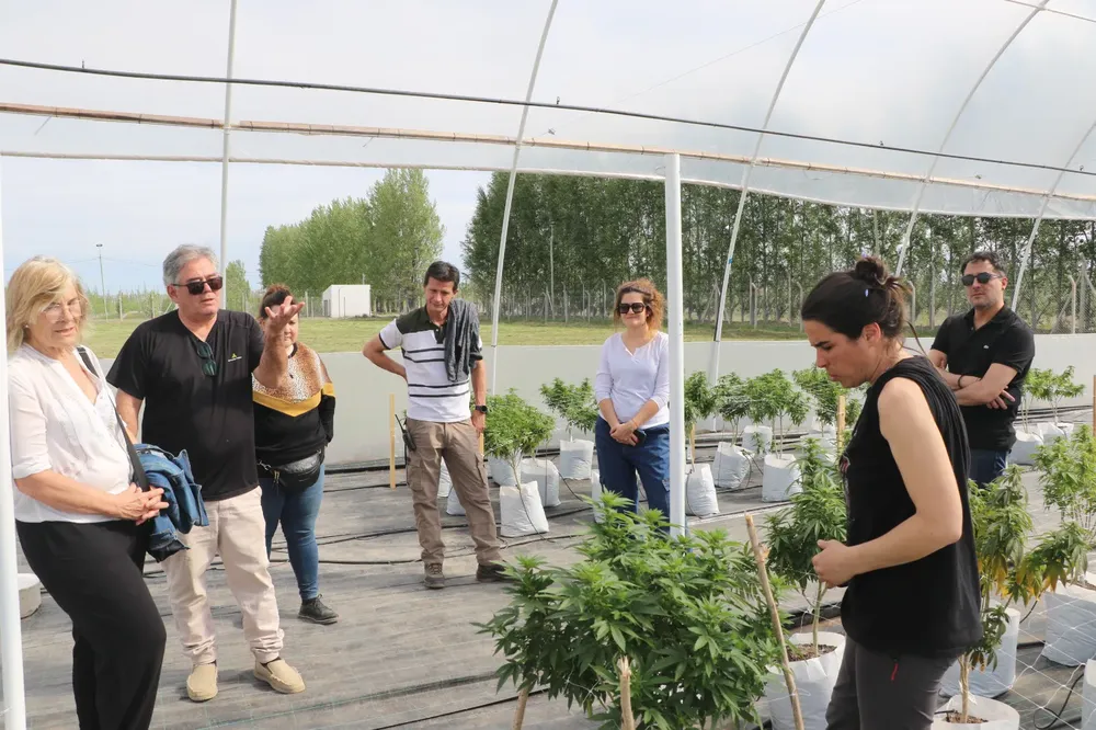 Cannabis Medicinal (4)