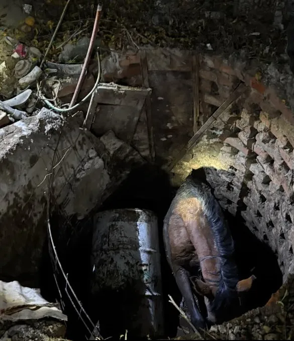 bomberos rescate yegua3