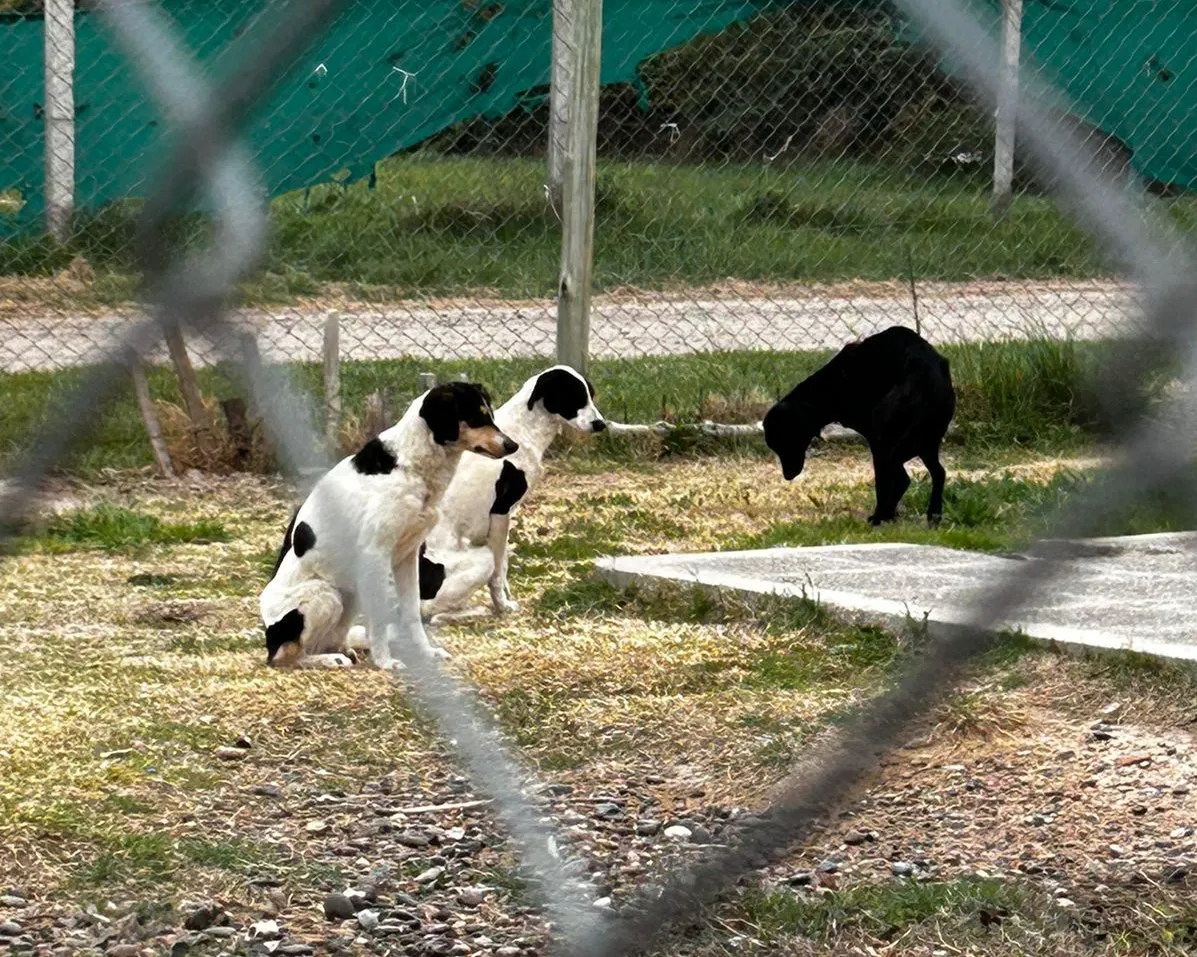 ALLANAMIENTO MALTRATO ANIMAL