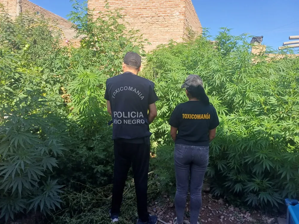 marihuana allanamiento