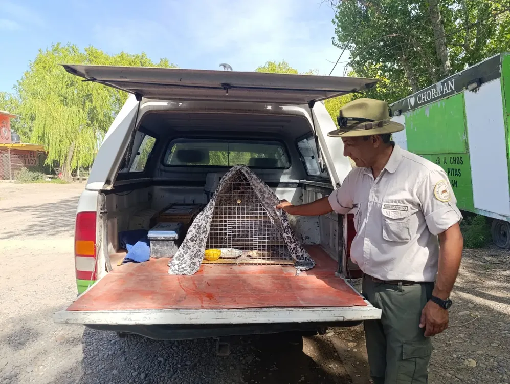 operativo fauna