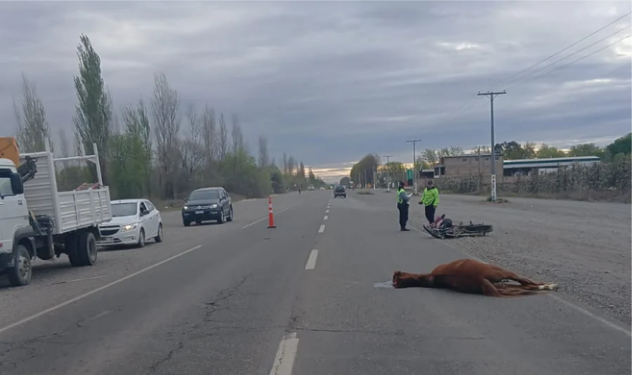 caballo chocado ruta 22