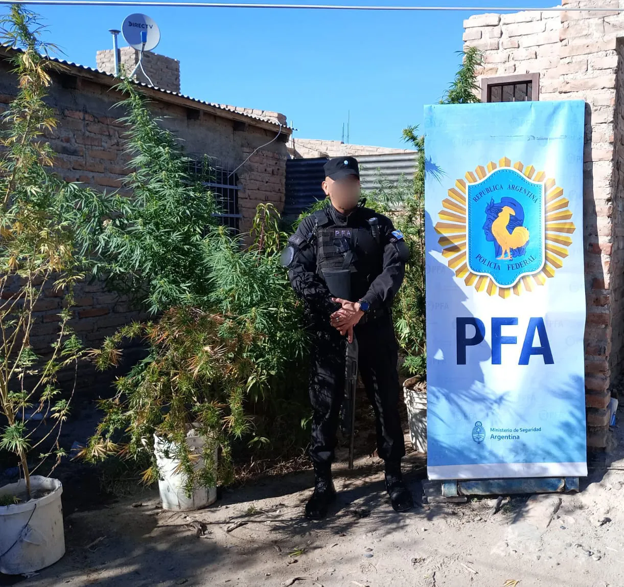 plantas de marihuana PFA (6)