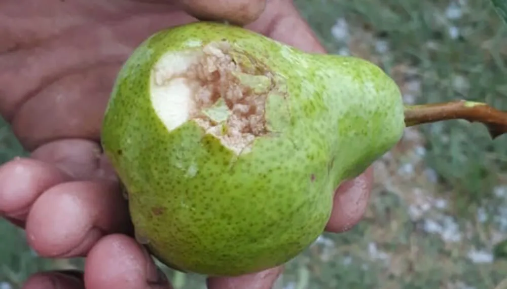 Granizo-en-Villa-Regina