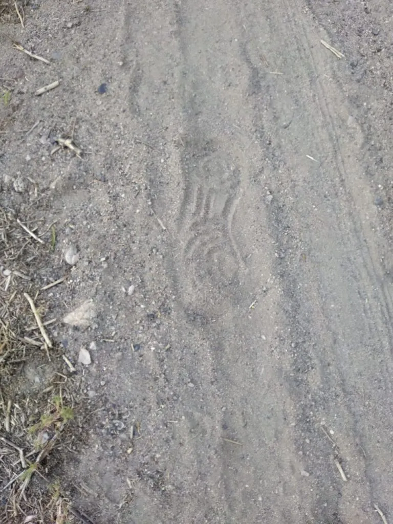 toro robado huella