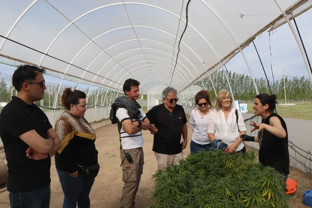 Cannabis Medicinal (1)