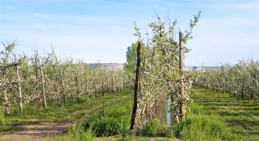 primavera alto valle