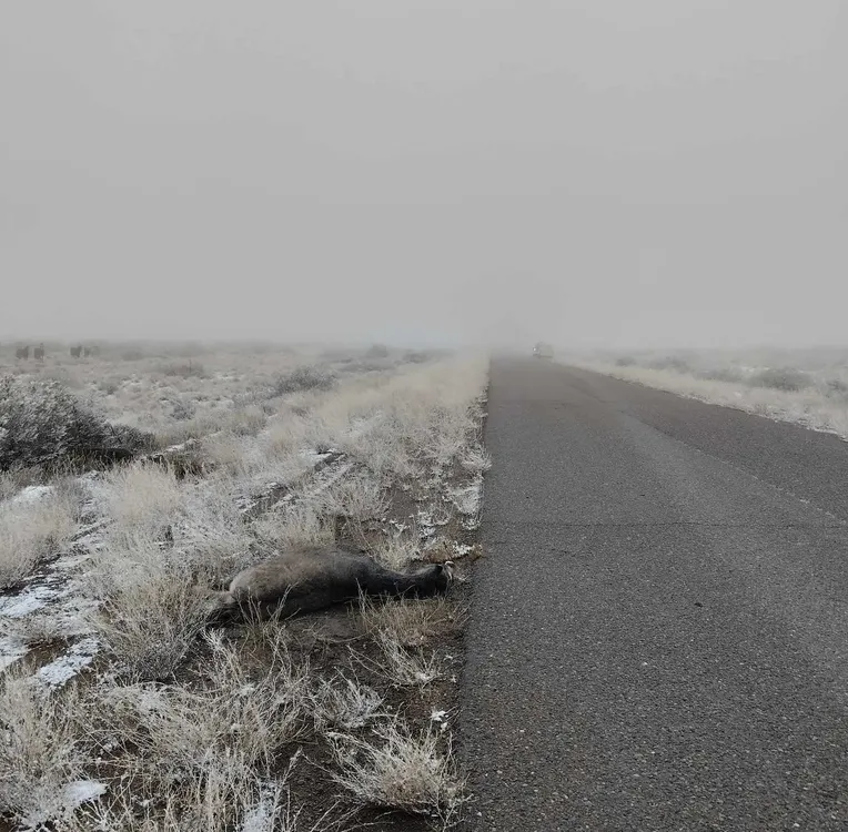 camioneta correo choque animal suelto3