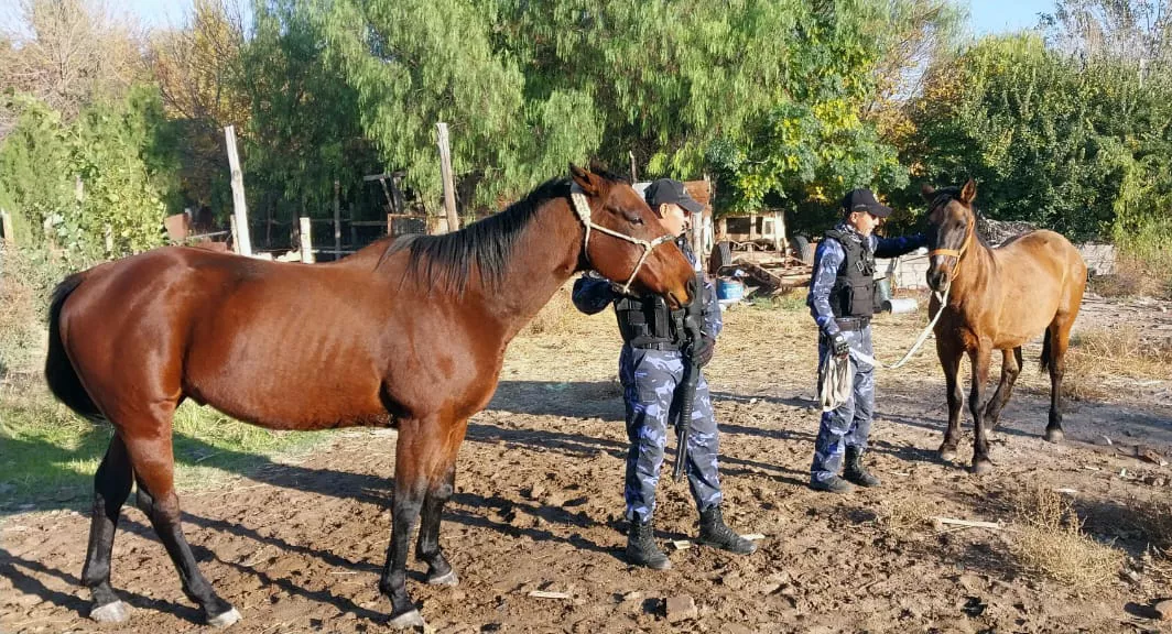 caballos recuperados