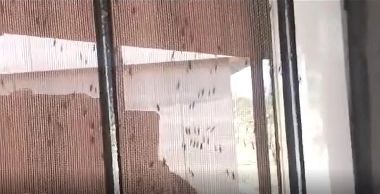 mosquitos 60 viviendas