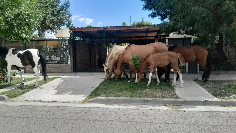 caballos sueltos (1)