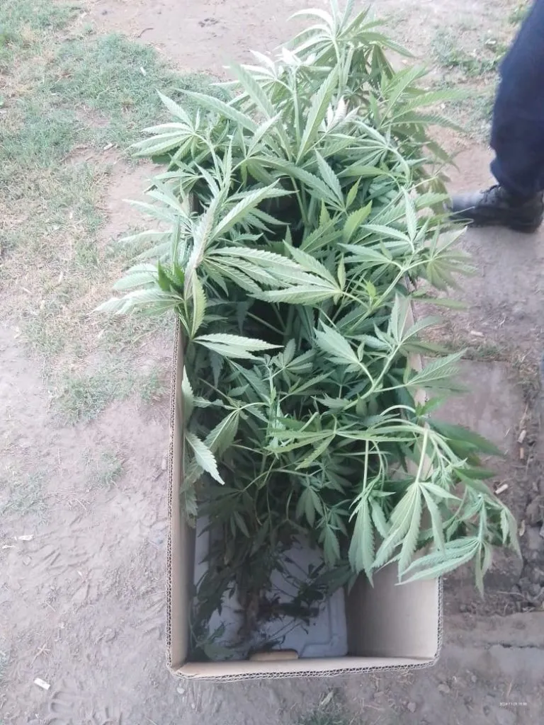 marihuana2
