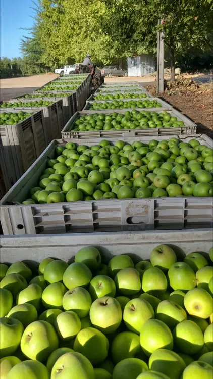 granny smith