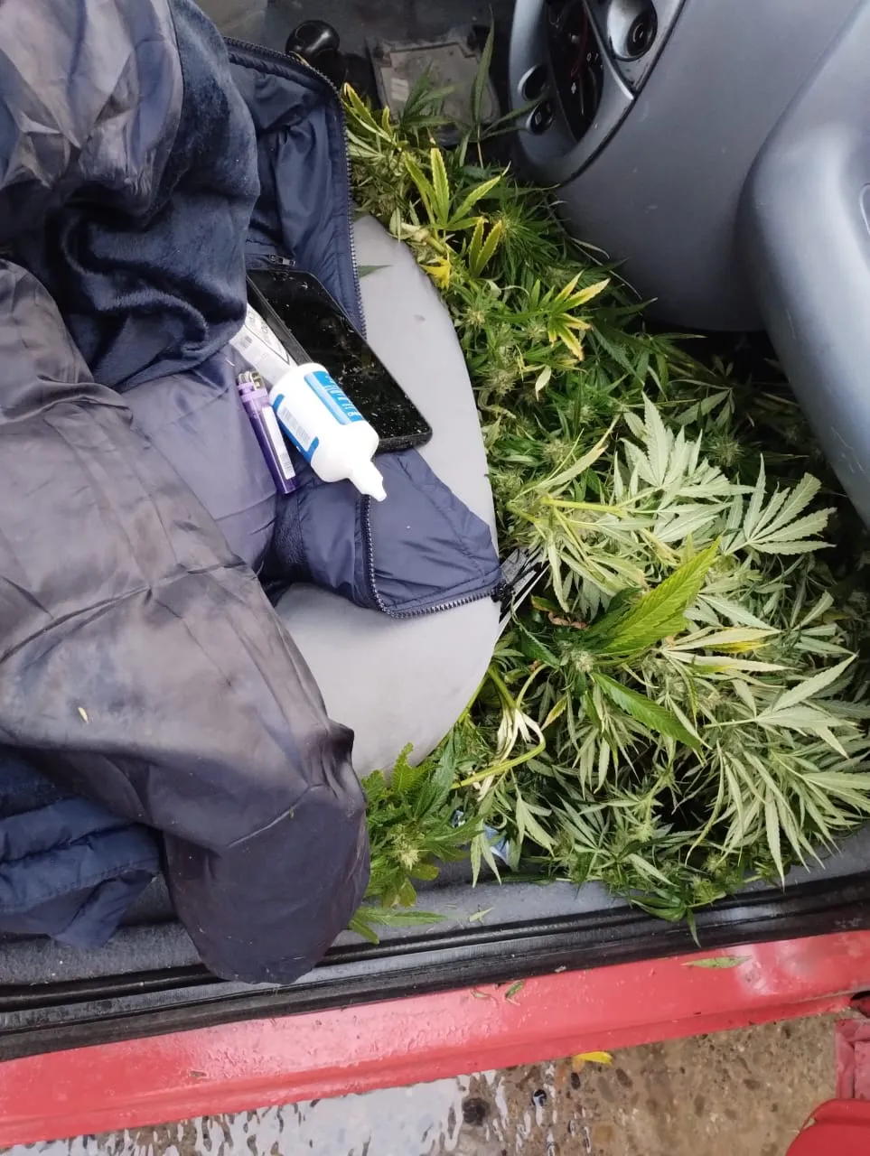 marihuana auto