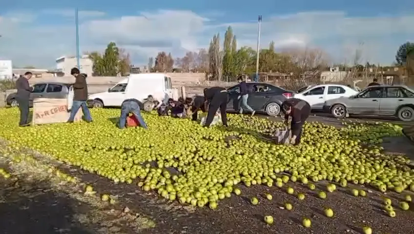 manzanas en la rotonda (1)