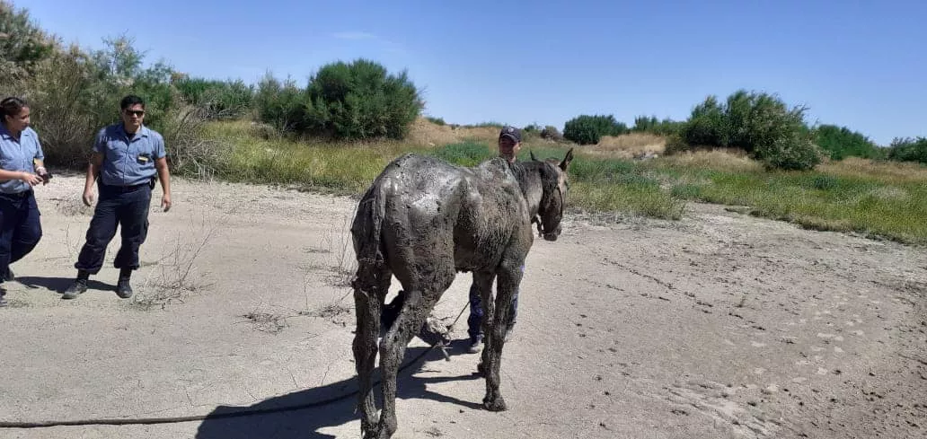 caballo rescatado2