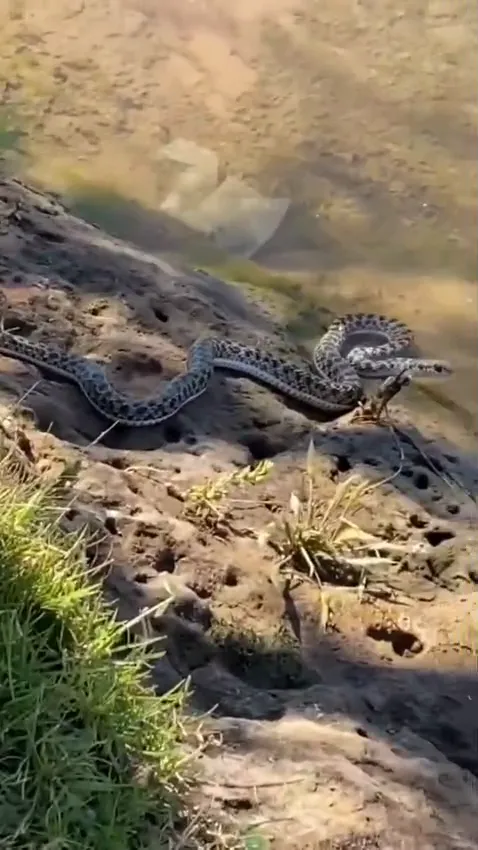 video serpiente_18_0s