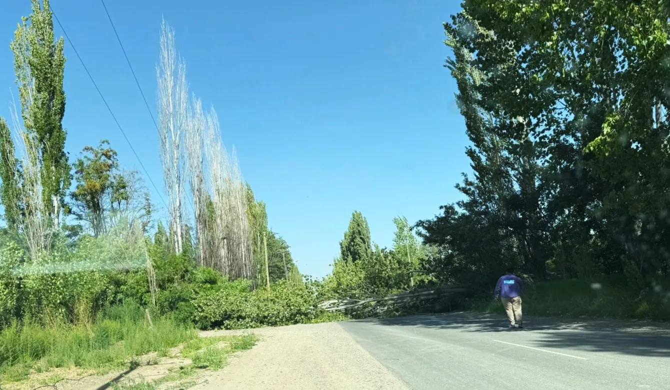 álamo caido sobre calle