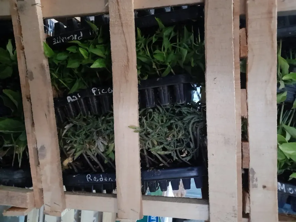 plantines