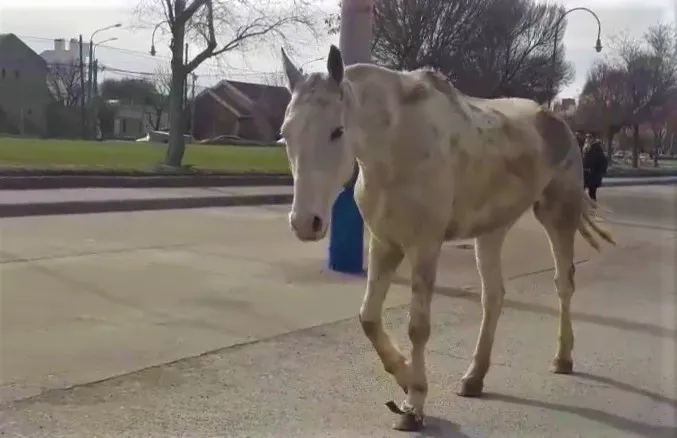 caballo en el centro