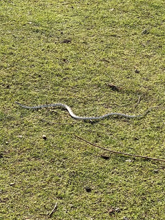 serpiente nautico foto1