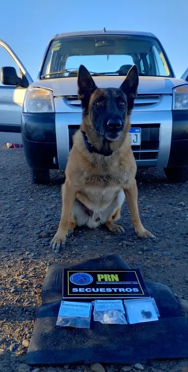 perro drogas