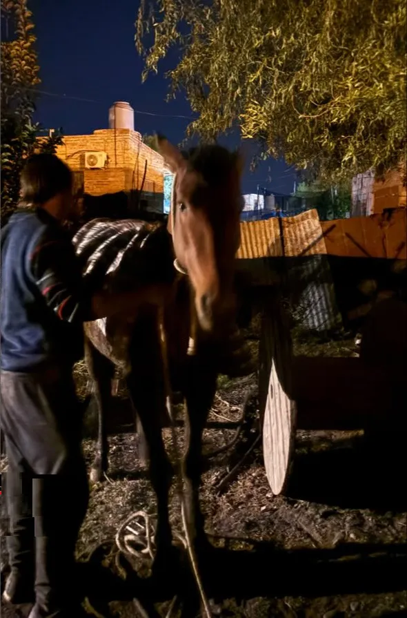 bomberos rescate yegua2