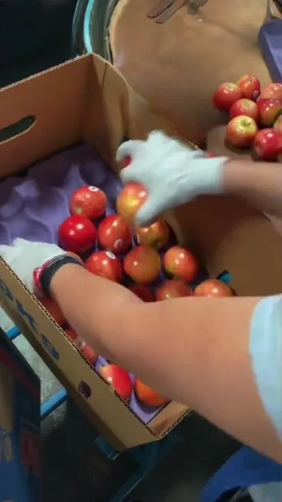 embaladora de manzana