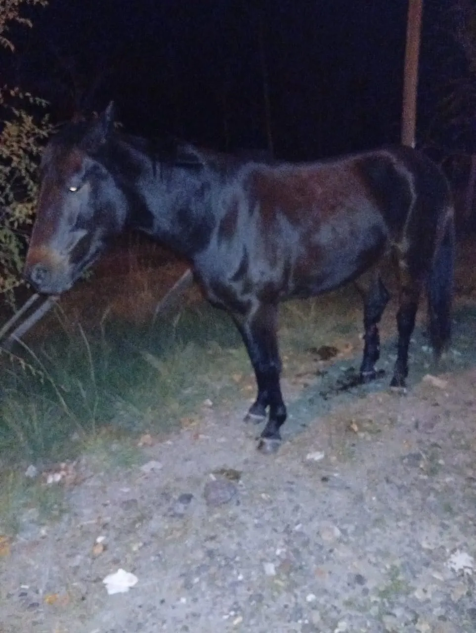 caballos sueltos1