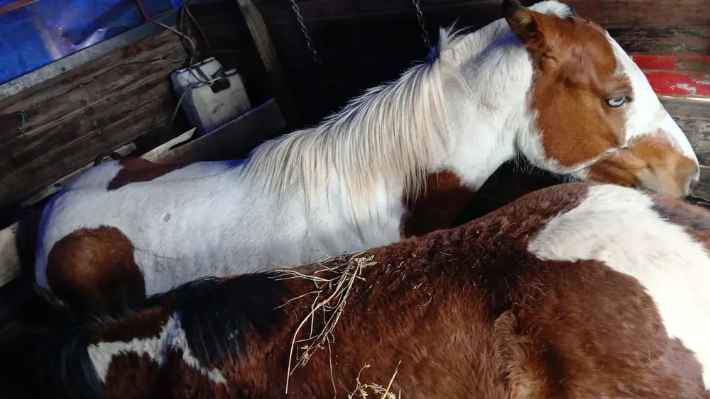 caballos secuestrados (1)