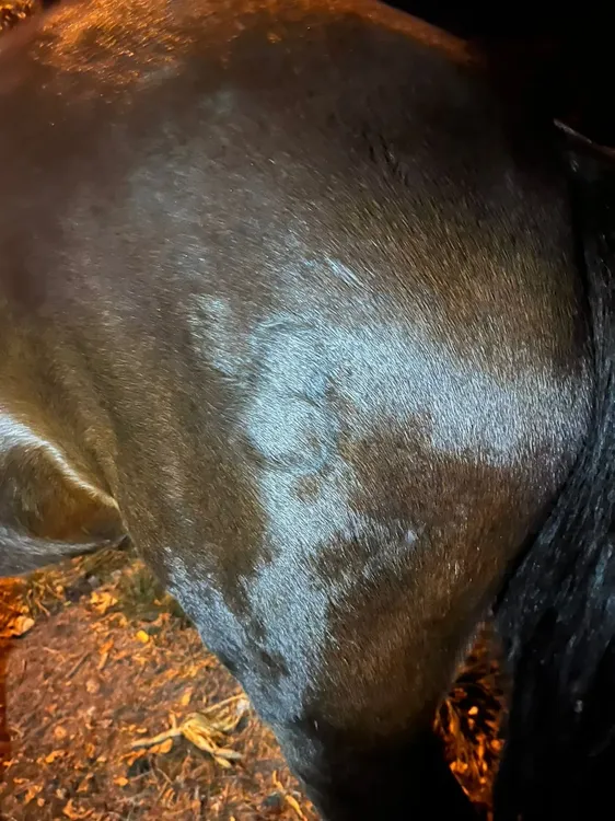 caballos sueltos2