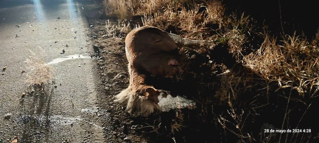 choque caballo suelto2