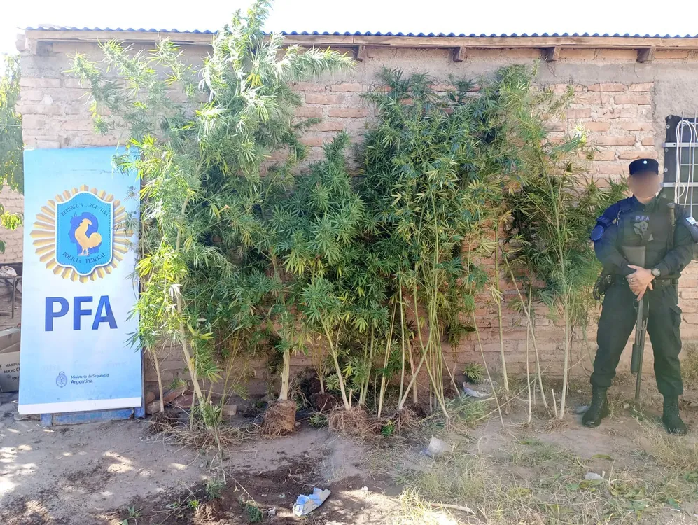 plantas de marihuana PFA (2)