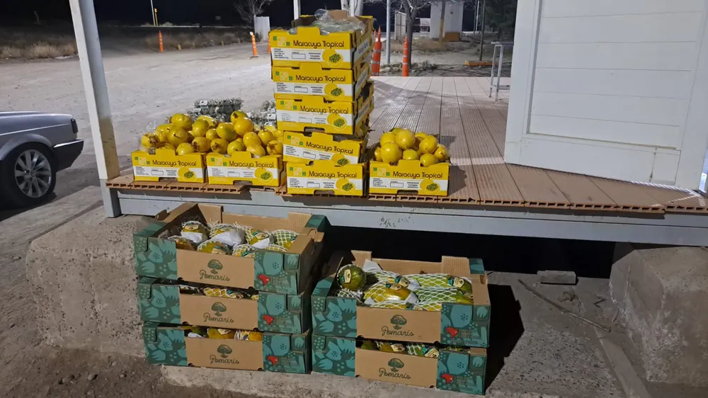 DECOMISO FRUTAS EXÓTICAS Y HUEVOS (2)