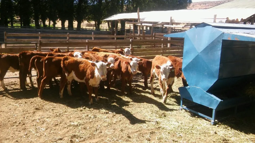 ganado-norpatagonia-1024x577