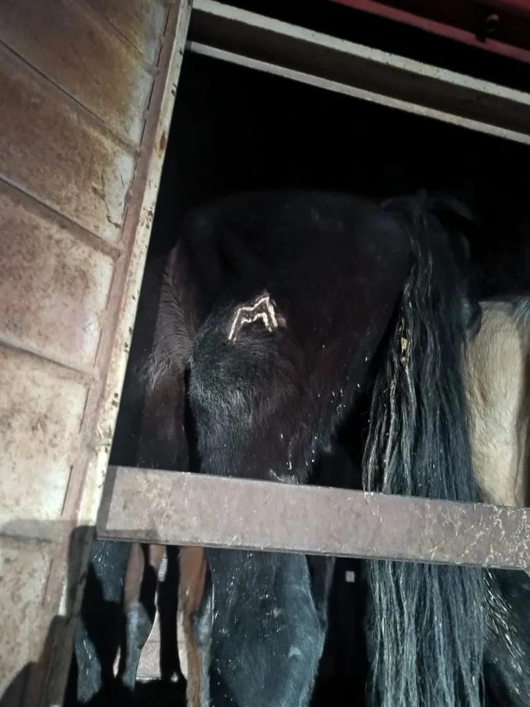 caballos secuestrados