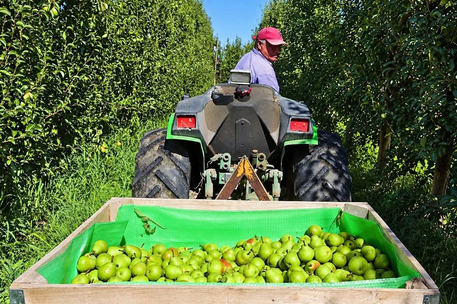 productores frutas